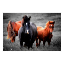 Hästar i Fält-fotografering i Färg