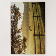 Hästar i fält på en solig morgon