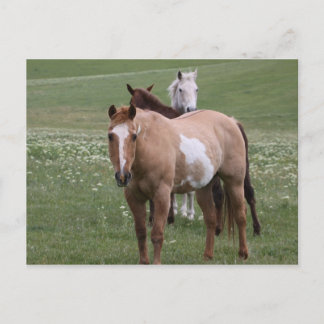 Hästar i Fält vykort