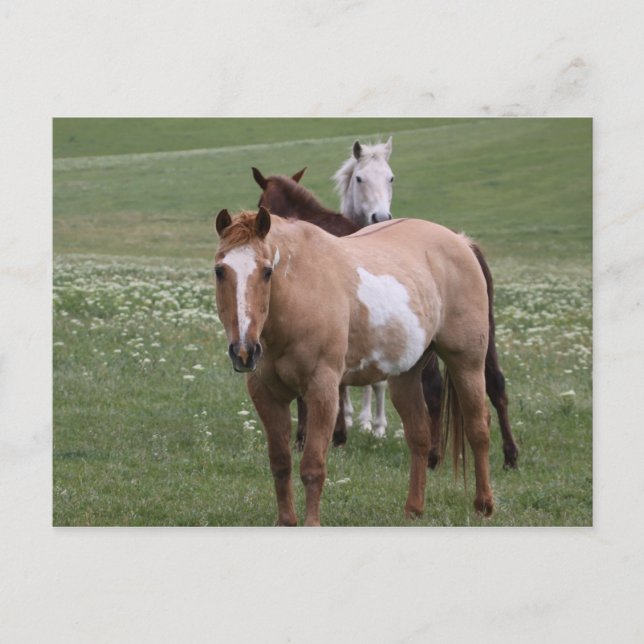 Hästar i Fält vykort (Framsida)