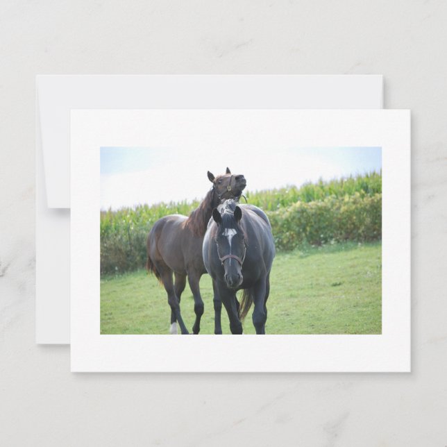 Hästar i Kärlek (Framsida)