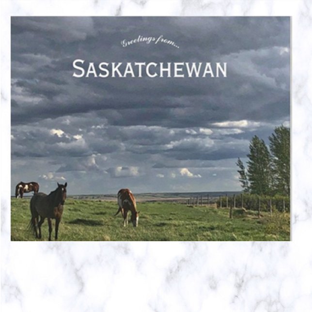 Hästar i Mortlach Saskatchewan Kanada Vykort (Skapare uppladdad)