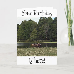 HÄSTAR I PASTURE ÄR UNDERBARA FÖR DIN BIRTHDAY KORT