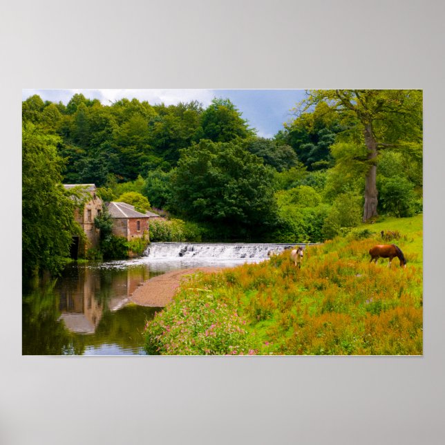 Hästar i Pollok Park, Glasgow Affisch (Framsidan)