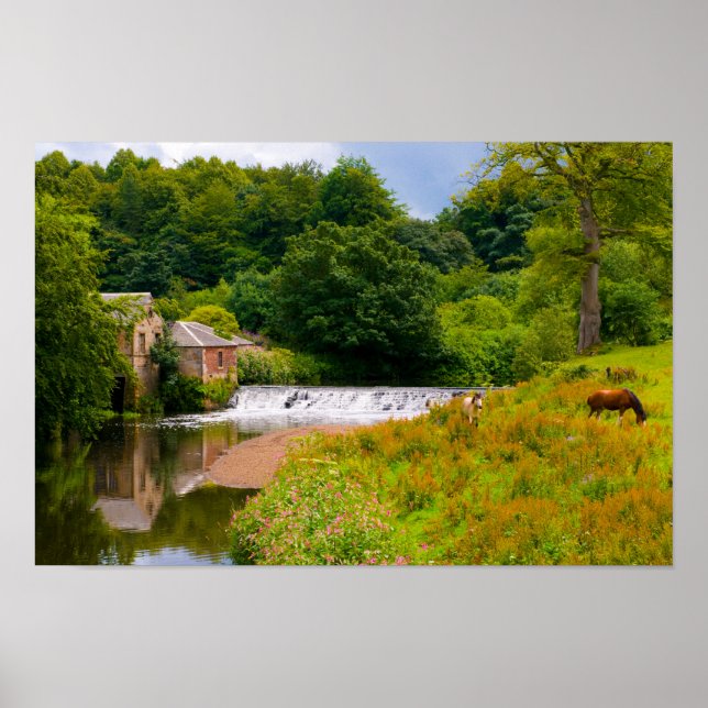 Hästar i Pollok Park, Glasgow Poster (Framsidan)