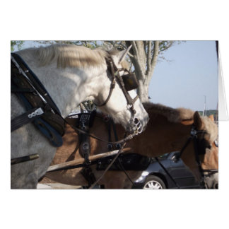 Hästar i sele hälsningskort