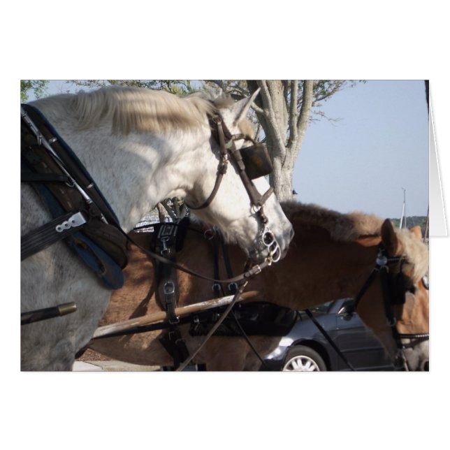 Hästar i sele hälsningskort (Framsidan Horizontal)