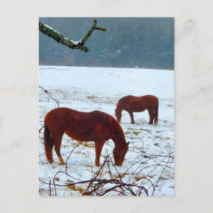 Hästar i Snö Vykort