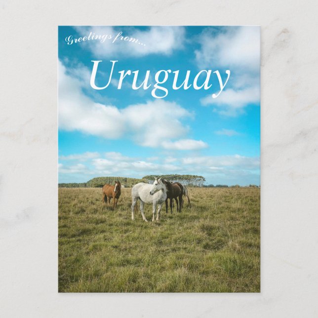 Hästar i Uruguay Vykort (Framsida)