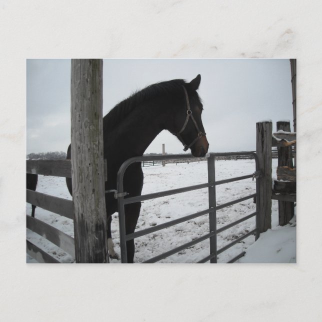 Hästar i Winter Vykort (Framsida)