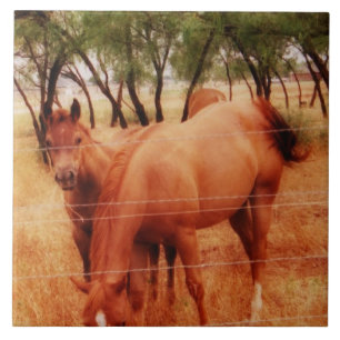 Hästar Kakelplatta