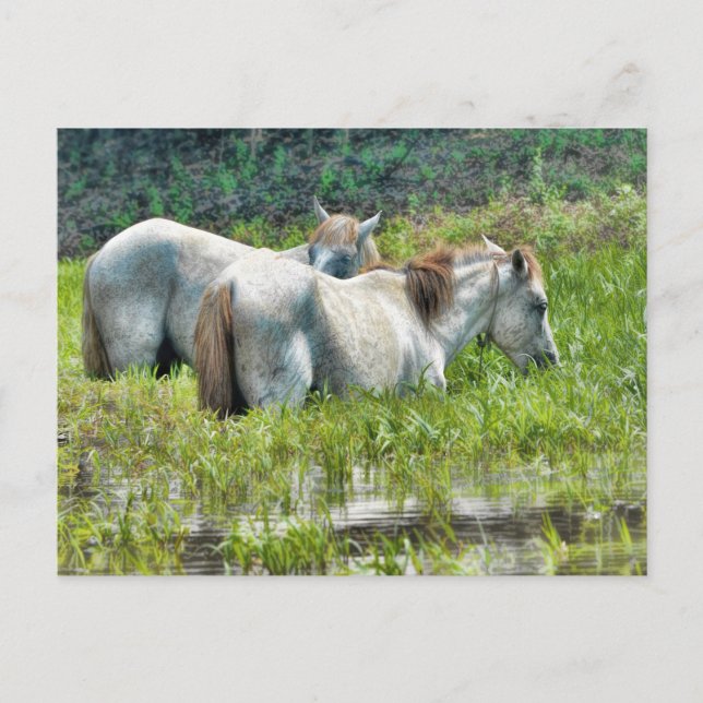 Hästar längs Amazonas Vykort (Framsida)