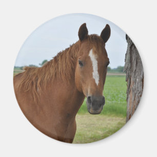 Hästar Magnet