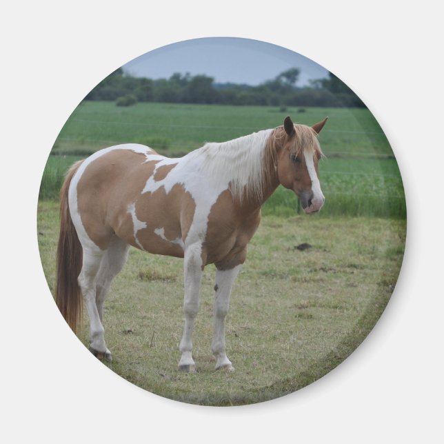 Hästar Magnet (Framsidan)