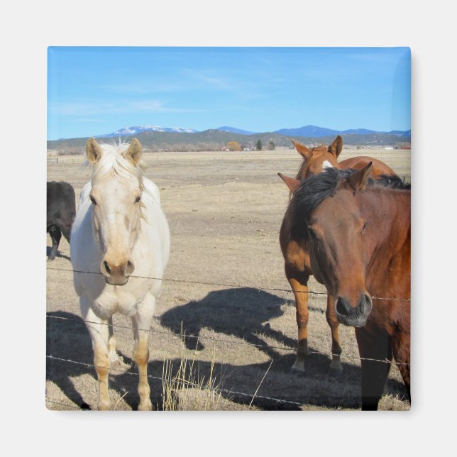 Hästar Magnet (Framsidan)