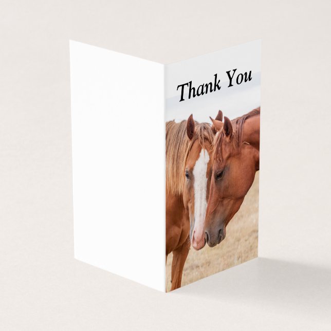 Hästar nosar i en betesmark kort (Utsida)