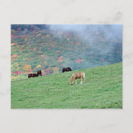 Hästar på berget vykort