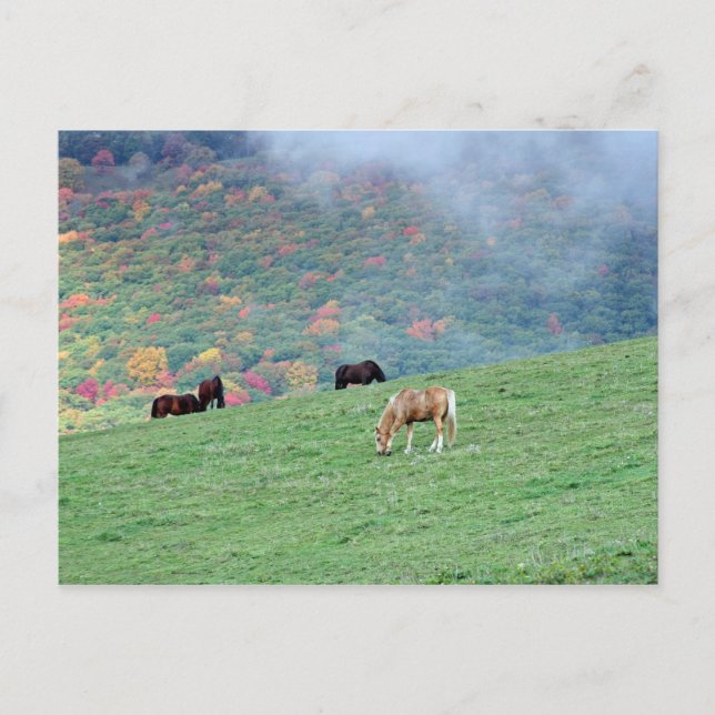 Hästar på berget vykort (Framsida)