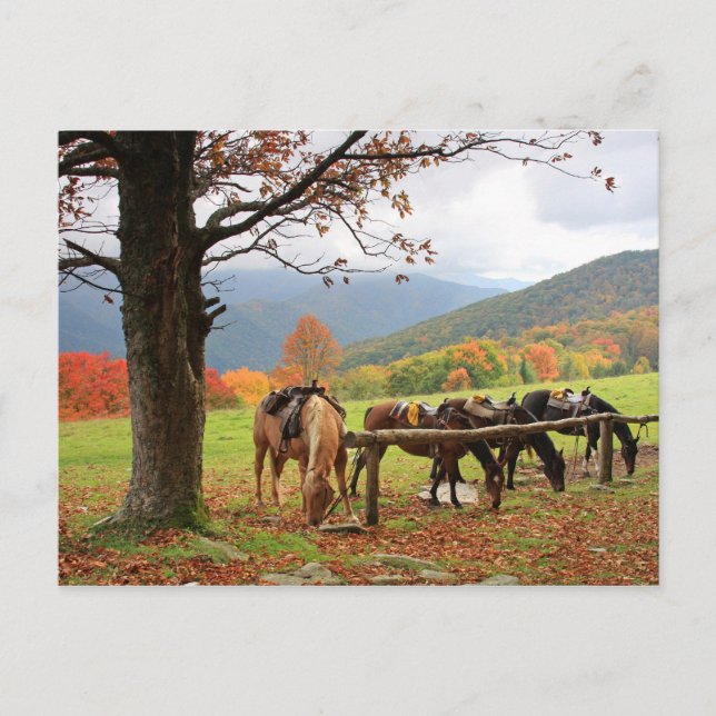 Hästar på bergsvykortet vykort (Framsida)