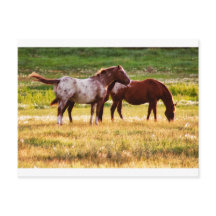 Hästar på betesmark