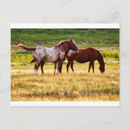 Hästar på betesmark vykort