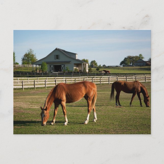 Hästar på en ranch i Alabama Vykort (Framsida)