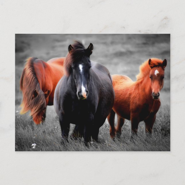 Hästar På Fältet Delvis Färg Fotografier Vykort (Framsida)
