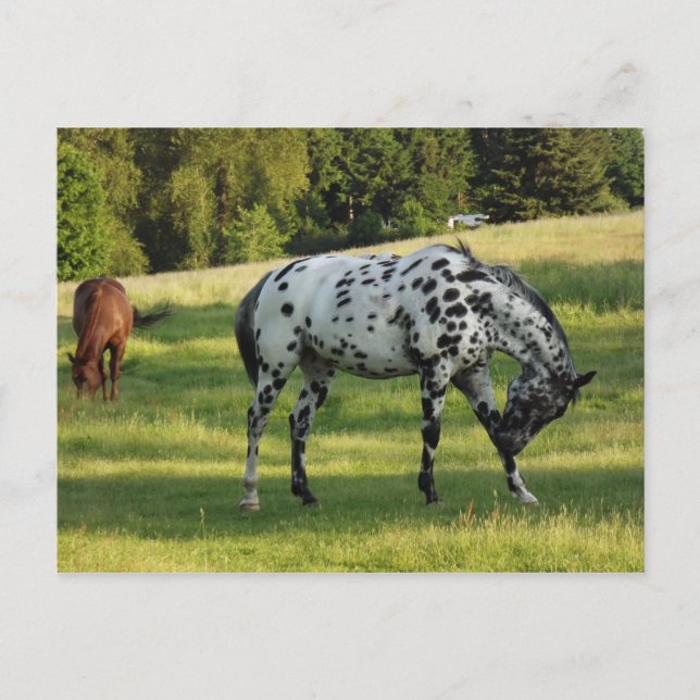 Hästar på kvällstid vykort (Framsida)