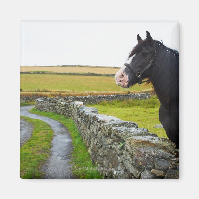 Hästar på lantgård i England Magnet (Framsidan)