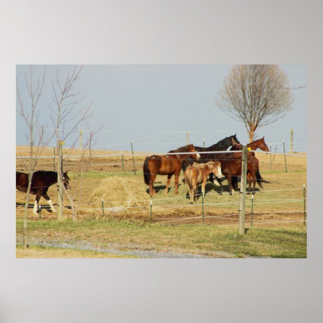 Hästar på Poster av lantbruksfoto (Framsidan)