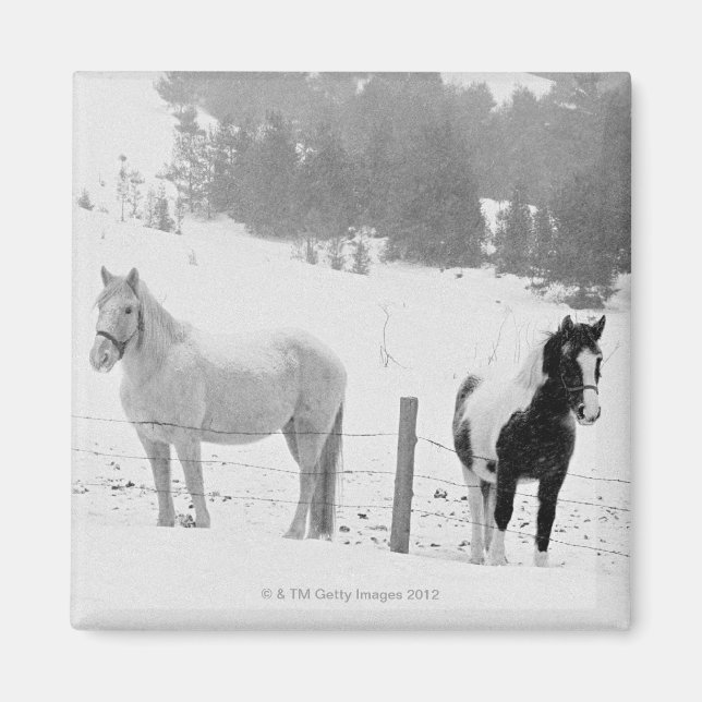 Hästar på ranch magnet (Framsidan)