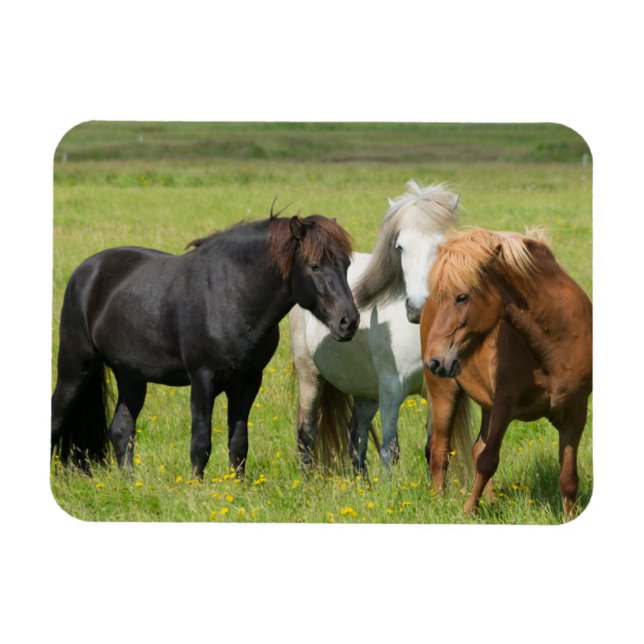 Hästar på Ranch, södra Islandet Magnet (Horisontell)