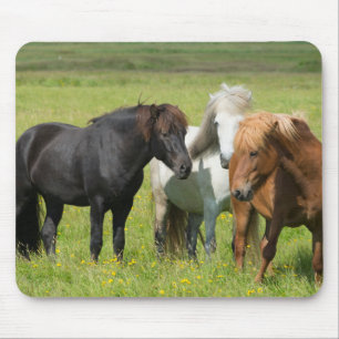 Hästar på Ranch, södra Islandet Musmatta
