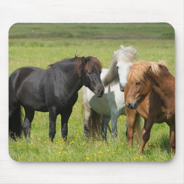 Hästar på Ranch, södra Islandet Musmatta (Framsidan)