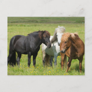Hästar på Ranch, södra Islandet Vykort