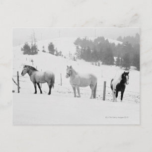 Hästar på ranch vykort