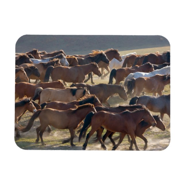 Hästar på ranchen, Inner Mongolia, China Magnet (Horisontell)