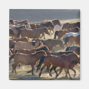 Hästar på ranchen, Inre Mongoliet, Kina Magnet