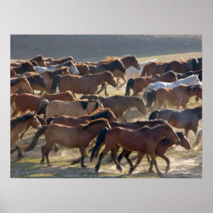 Hästar på ranchen, Inre Mongoliet, Kina Poster