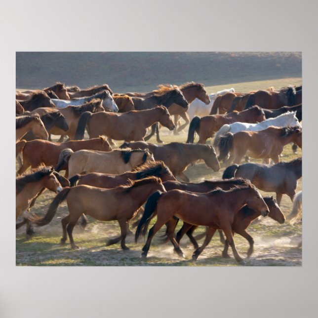 Hästar på ranchen, Inre Mongoliet, Kina Poster (Framsidan)