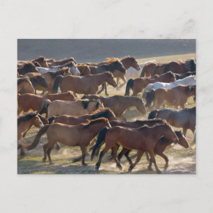 Hästar på ranchen, Inre Mongoliet, Kina Vykort