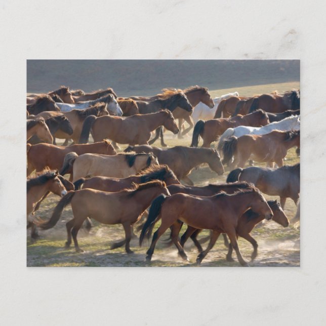 Hästar på ranchen, Inre Mongoliet, Kina Vykort (Framsida)