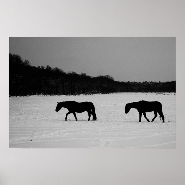 Hästar på Snö Poster (Framsidan)