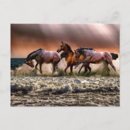 Hästar på stranden vykort