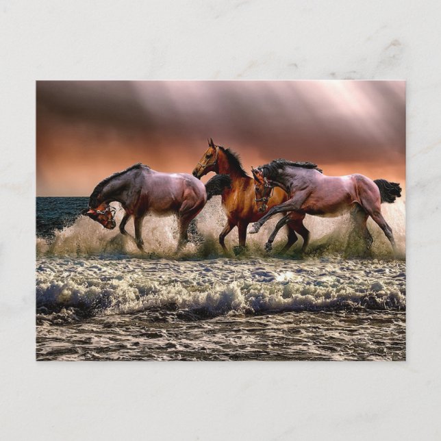 Hästar på stranden vykort (Framsida)