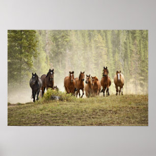 Hästar på toppen av en liten kulle under en insaml poster