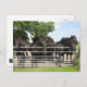Hästar på vykortet för stängsel vykort (Front/Back)