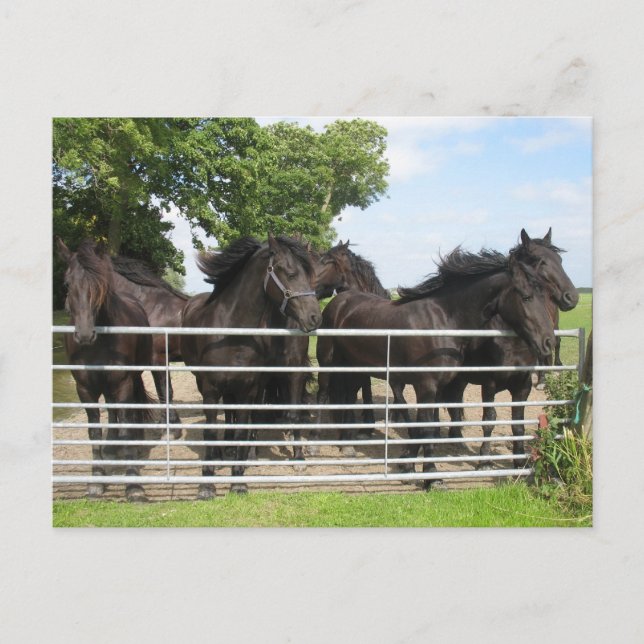 Hästar på vykortet för stängsel vykort (Front)