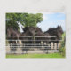 Hästar på vykortet för stängsel vykort (Front)