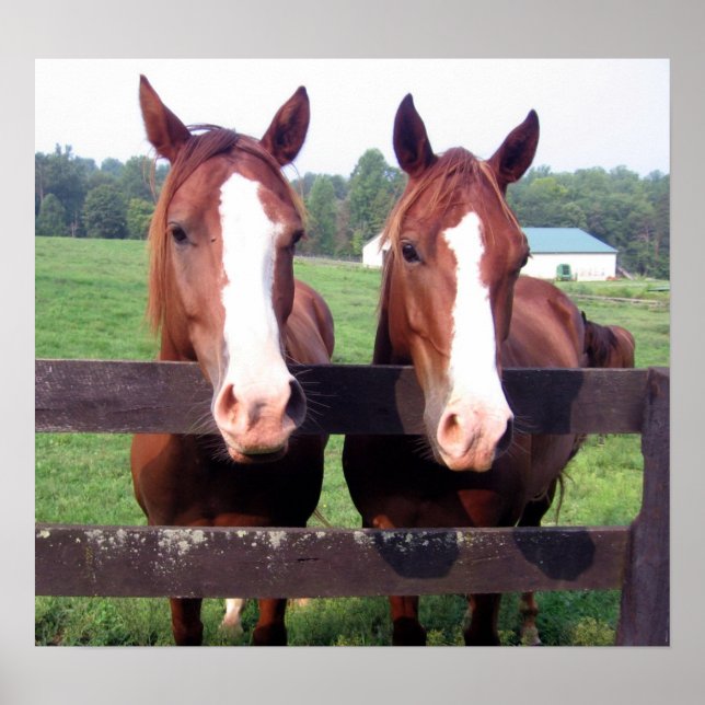 Hästar Poster (Framsidan)